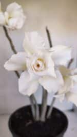 Planta Dobrada 3261 – 50cm – 04 anos