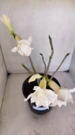 Planta Dobrada 3261 – 50cm – 04 anos - Imagem 4