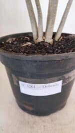 Planta Dobrada 3261 – 50cm – 04 anos - Imagem 7