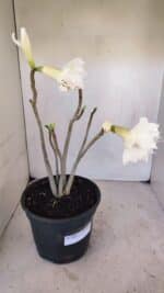 Planta Dobrada 3261 – 50cm – 04 anos - Imagem 5