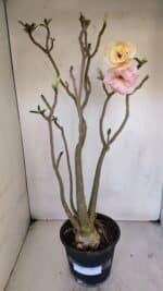 Planta Dobrada 3263 – 60cm – 05 anos - Imagem 2