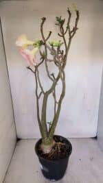 Planta Dobrada 3263 – 60cm – 05 anos - Imagem 7