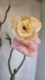 Planta Dobrada 3263 – 60cm – 05 anos