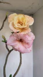 Planta Dobrada 3263 – 60cm – 05 anos - Imagem 4