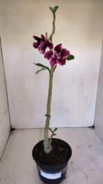 Planta Dobrada 3264 – 35cm – 03 anos - Imagem 2