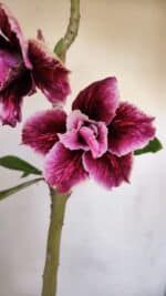 Planta Dobrada 3264 – 35cm – 03 anos - Imagem 3