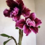 Planta Dobrada 3264 – 35cm – 03 anos