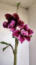 Planta Dobrada 3264 – 35cm – 03 anos