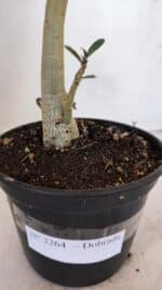 Planta Dobrada 3264 – 35cm – 03 anos - Imagem 6