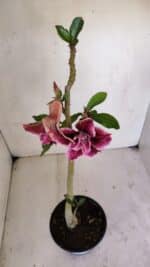 Planta Dobrada 3264 – 35cm – 03 anos - Imagem 5