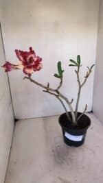 Planta Dobrada 3265 – 35cm – 03 anos - Imagem 2