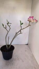 Planta Dobrada 3265 – 35cm – 03 anos - Imagem 6