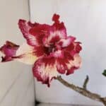 Planta Dobrada 3265 – 35cm – 03 anos