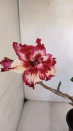 Planta Dobrada 3265 – 35cm – 03 anos