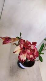 Planta Dobrada 3265 – 35cm – 03 anos - Imagem 4