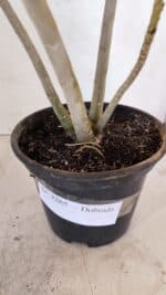 Planta Dobrada 3265 – 35cm – 03 anos - Imagem 5