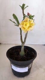 Planta Dobrada 3266 – 25cm – 01 ano - Imagem 2