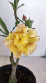 Planta Dobrada 3266 – 25cm – 01 ano