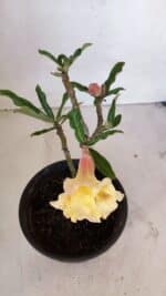 Planta Dobrada 3266 – 25cm – 01 ano - Imagem 4