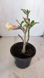 Planta Dobrada 3266 – 25cm – 01 ano - Imagem 6