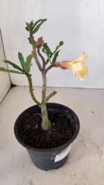 Planta Dobrada 3266 – 25cm – 01 ano - Imagem 5