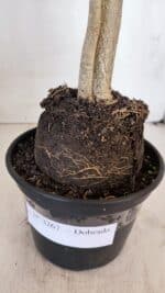 Planta Dobrada 3267 – 35cm – 03 anos - Imagem 7