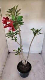 Planta Dobrada 3267 – 35cm – 03 anos - Imagem 4