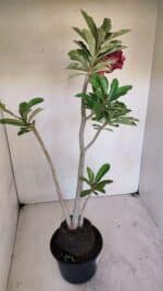 Planta Dobrada 3267 – 35cm – 03 anos - Imagem 5