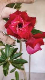 Planta Dobrada 3267 – 35cm – 03 anos - Imagem 6