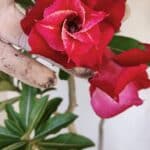 Planta Dobrada 3267 – 35cm – 03 anos