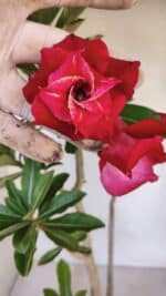 Planta Dobrada 3267 – 35cm – 03 anos