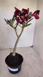 Planta Dobrada 3268 – 35cm – 03 anos - Imagem 2