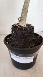 Planta Dobrada 3268 – 35cm – 03 anos - Imagem 7