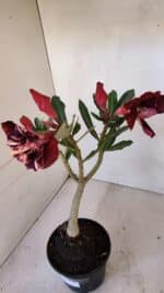 Planta Dobrada 3268 – 35cm – 03 anos - Imagem 5