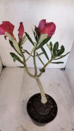 Planta Dobrada 3268 – 35cm – 03 anos - Imagem 6