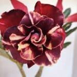 Planta Dobrada 3268 – 35cm – 03 anos