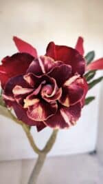 Planta Dobrada 3268 – 35cm – 03 anos