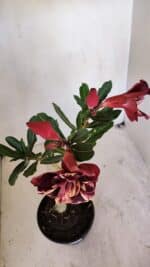 Planta Dobrada 3268 – 35cm – 03 anos - Imagem 4