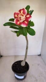 Planta Dobrada 3269 – 30cm – 02 anos - Imagem 2