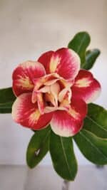 Planta Dobrada 3269 – 30cm – 02 anos