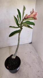 Planta Dobrada 3269 – 30cm – 02 anos - Imagem 5