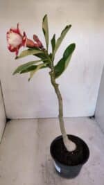 Planta Dobrada 3269 – 30cm – 02 anos - Imagem 4