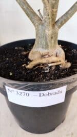 Planta Dobrada 3270 – 45cm – 03 anos - Imagem 6