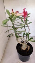 Planta Dobrada 3270 – 45cm – 03 anos - Imagem 5