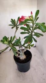 Planta Dobrada 3270 – 45cm – 03 anos - Imagem 4