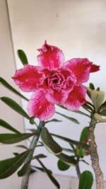 Planta Dobrada 3270 – 45cm – 03 anos