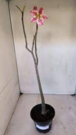 Planta Dobrada 3271 – 35cm – 03 anos - Imagem 2