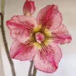 Planta Dobrada 3271 – 35cm – 03 anos