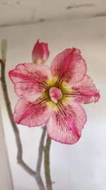 Planta Dobrada 3271 – 35cm – 03 anos