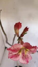 Planta Dobrada 3271 – 35cm – 03 anos - Imagem 4